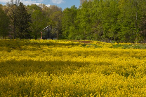 TWaggoner_Field of Dreams