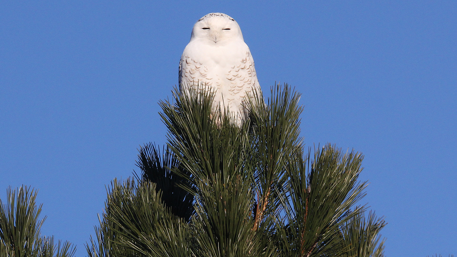 Michigan Snowy Owl Winter