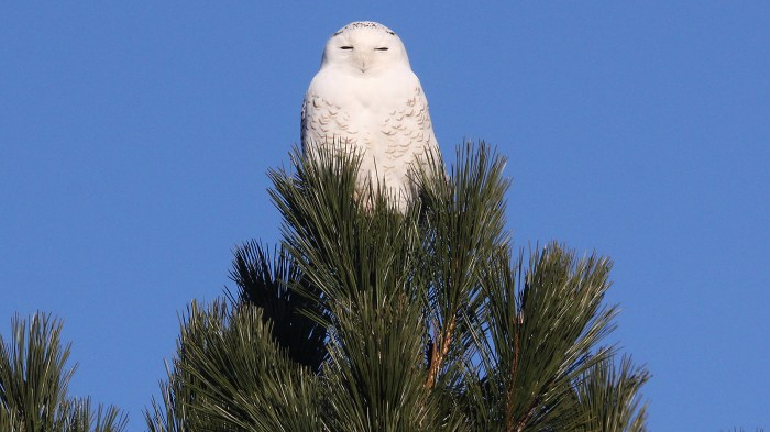 Michigan Snowy Owl Winter
