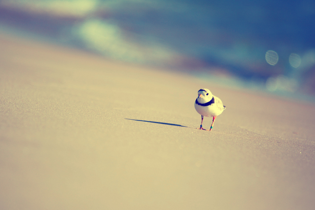 Piping Plover