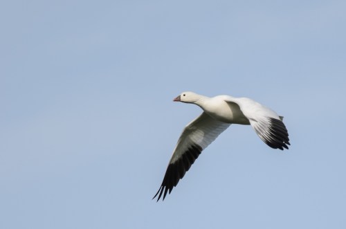 Ross's Goose