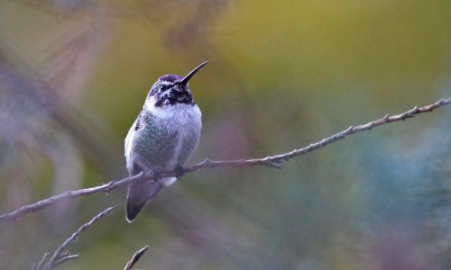 Costa's Hummingbird - Michigan