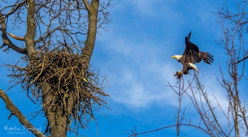Nest Builder by Kevin Povenz