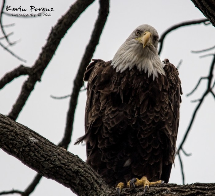 Bald Eagle by Kevin Povenz