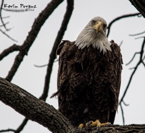 Bald Eagle by Kevin Povenz