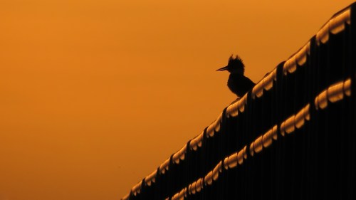 Kingfisher HD Friday