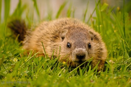 Michigan Groundhog