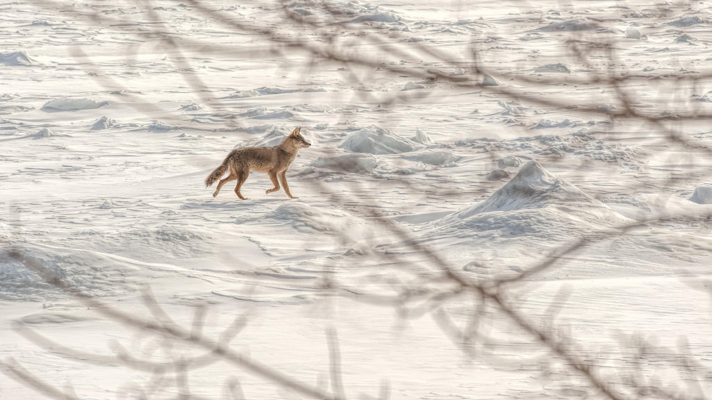 Coyote on Ice by Jakphoto