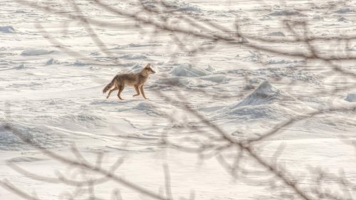 Coyote on Ice by Jakphoto