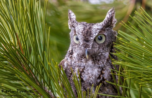 Eastern Screech Owl by Kevin Povenz