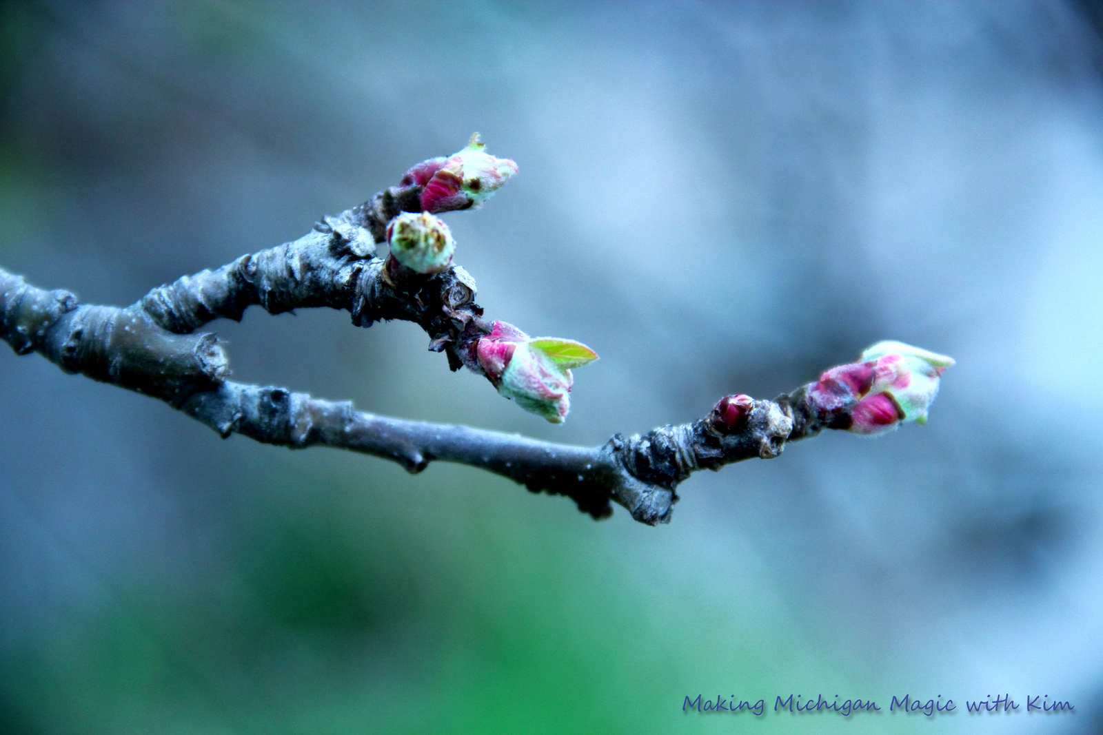 Apple Tree Budding by Kim Nixon