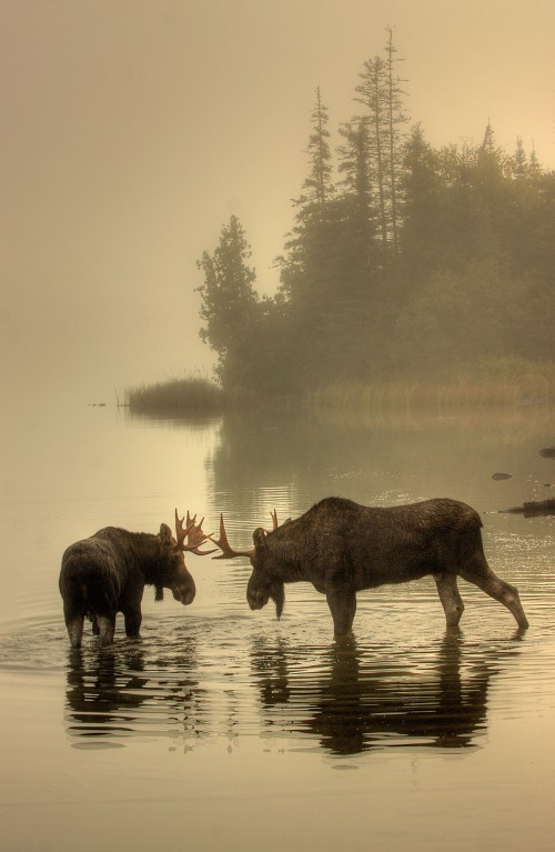 Moose Point Face-off