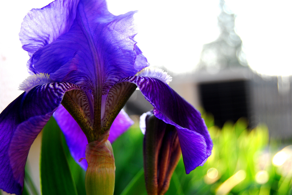 Flags of our Grandparents