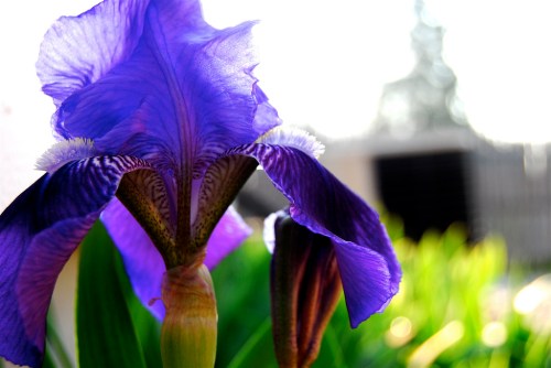 Flags of our Grandparents