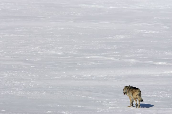 Isle Royale Wolf