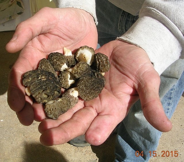 Morels at the Honor Hotel