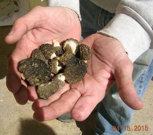 Morels at the Honor Hotel