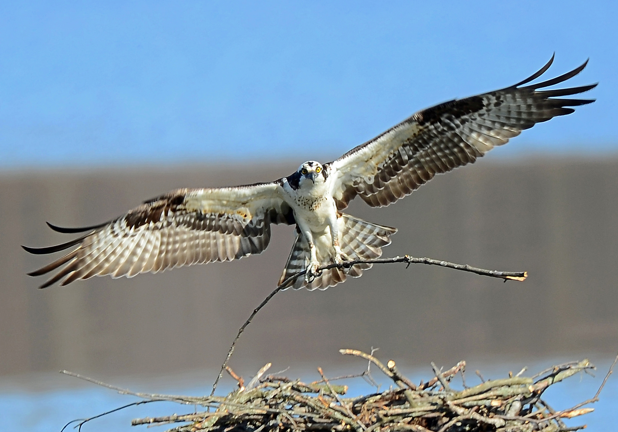 Osprey Building a Nest