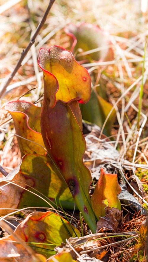 Pitcher Plant