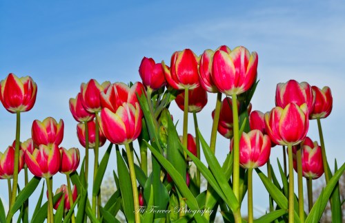 Tulips, Tulips, Tulips