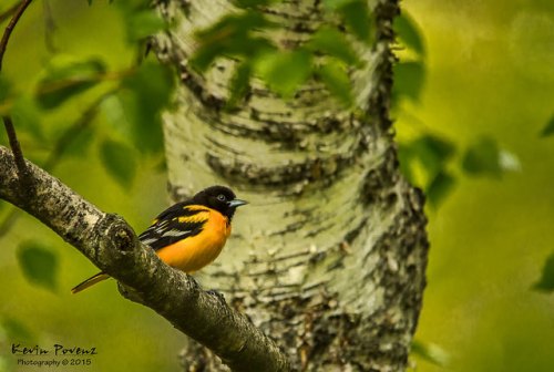 baltimore oriole