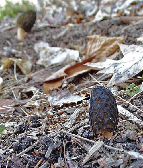 Finally Morels in Michigan