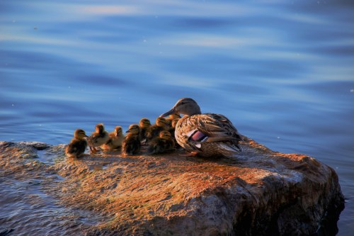 Mother and her ducklings