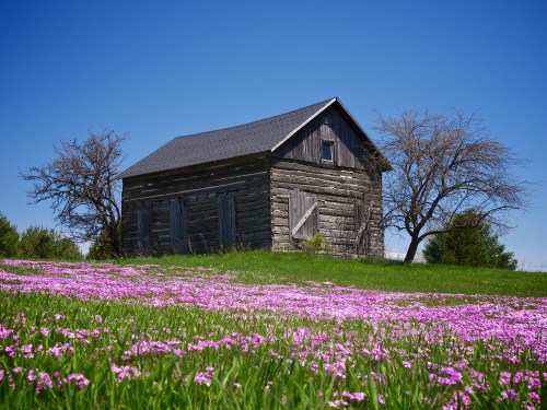Old Cabin In Spring