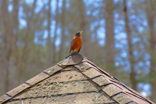 Perched Robin