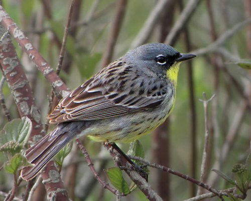 Kirtland Warbler at Tawas Point, 5-15-2010