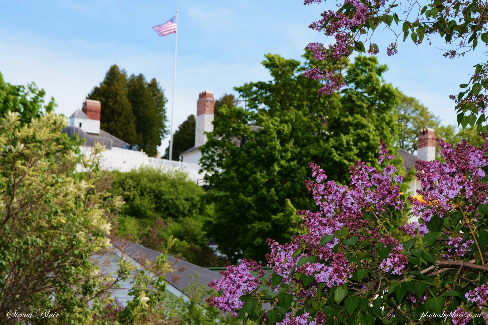 Mackinac Island Lilacs and Lilac Festival