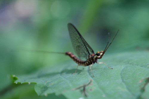 Mayfly (Ephemeroptera)