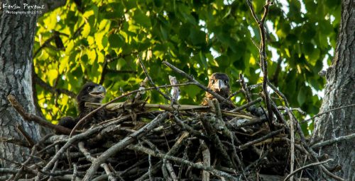 Michigan Eaglets in their Nest