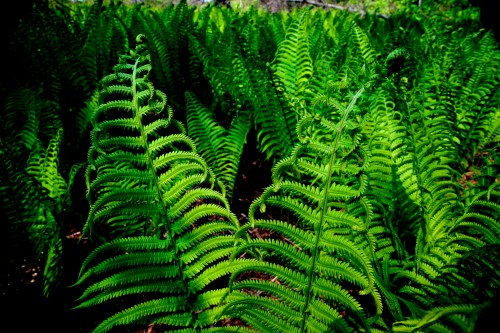 Michigan Ferns