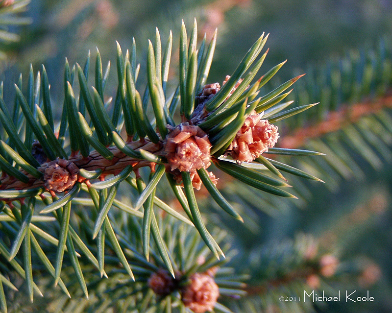 April 11, photo by Michael Koole