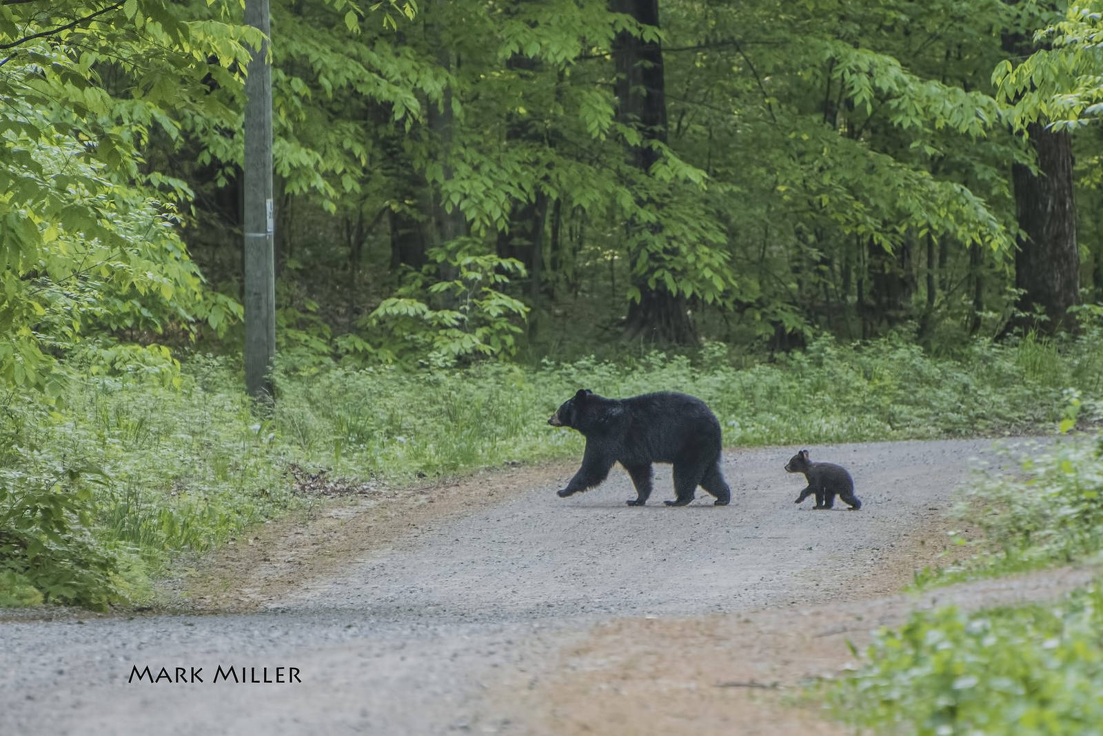 Saturday Morning Stroll Michigan Black Bears