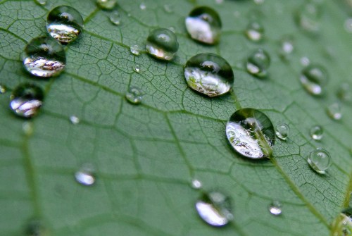 Drops of Field by Third Son