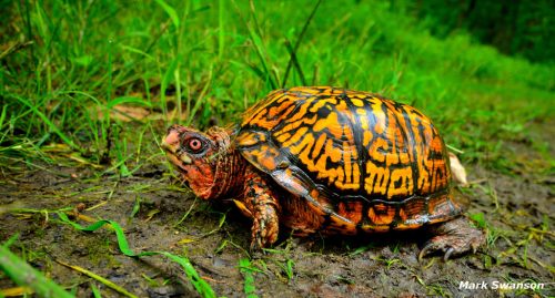 Eastern Box Turtle