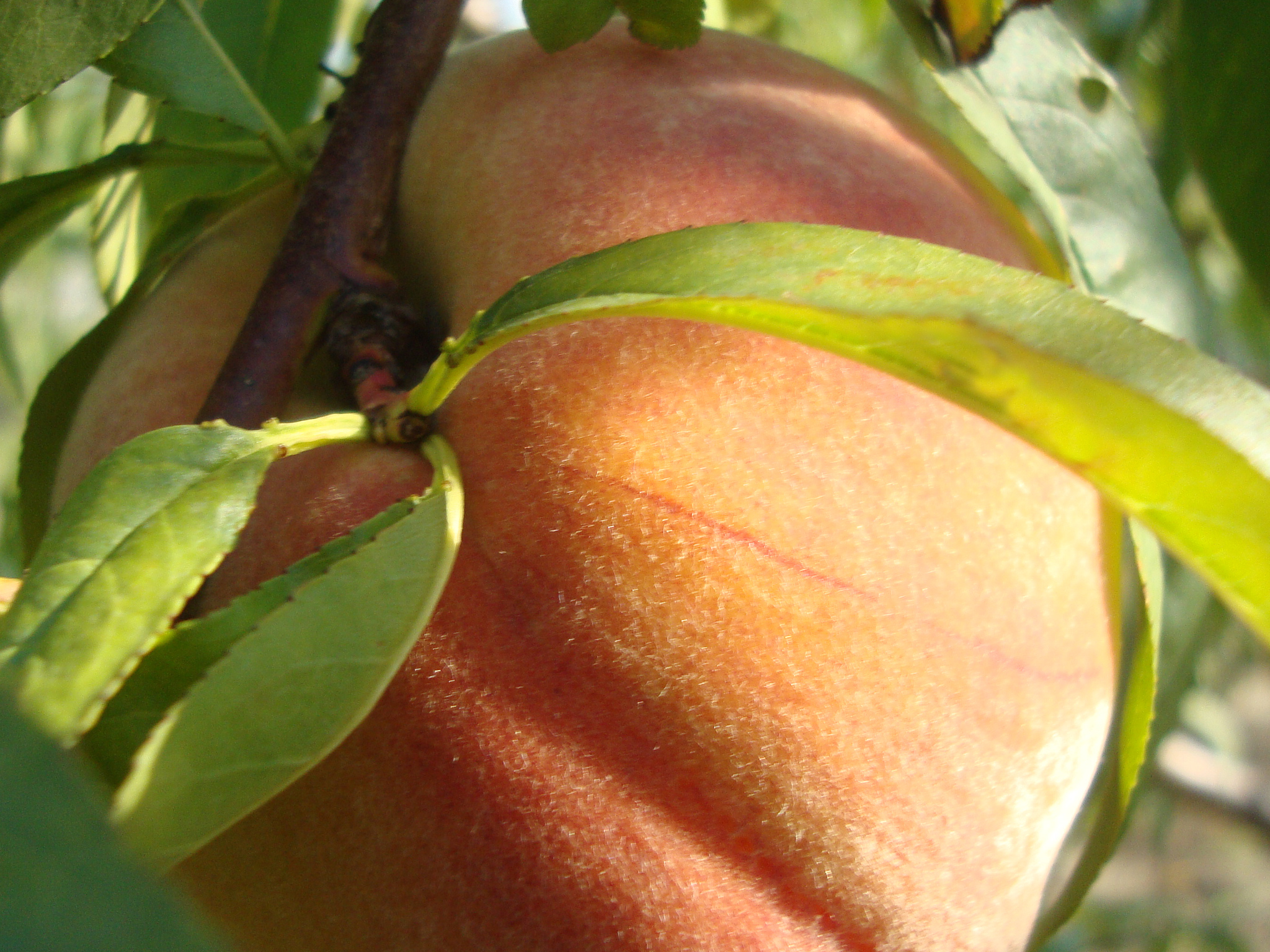 Red Haven Peaches