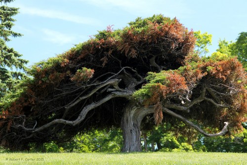 The Crooked Tree Petoskey