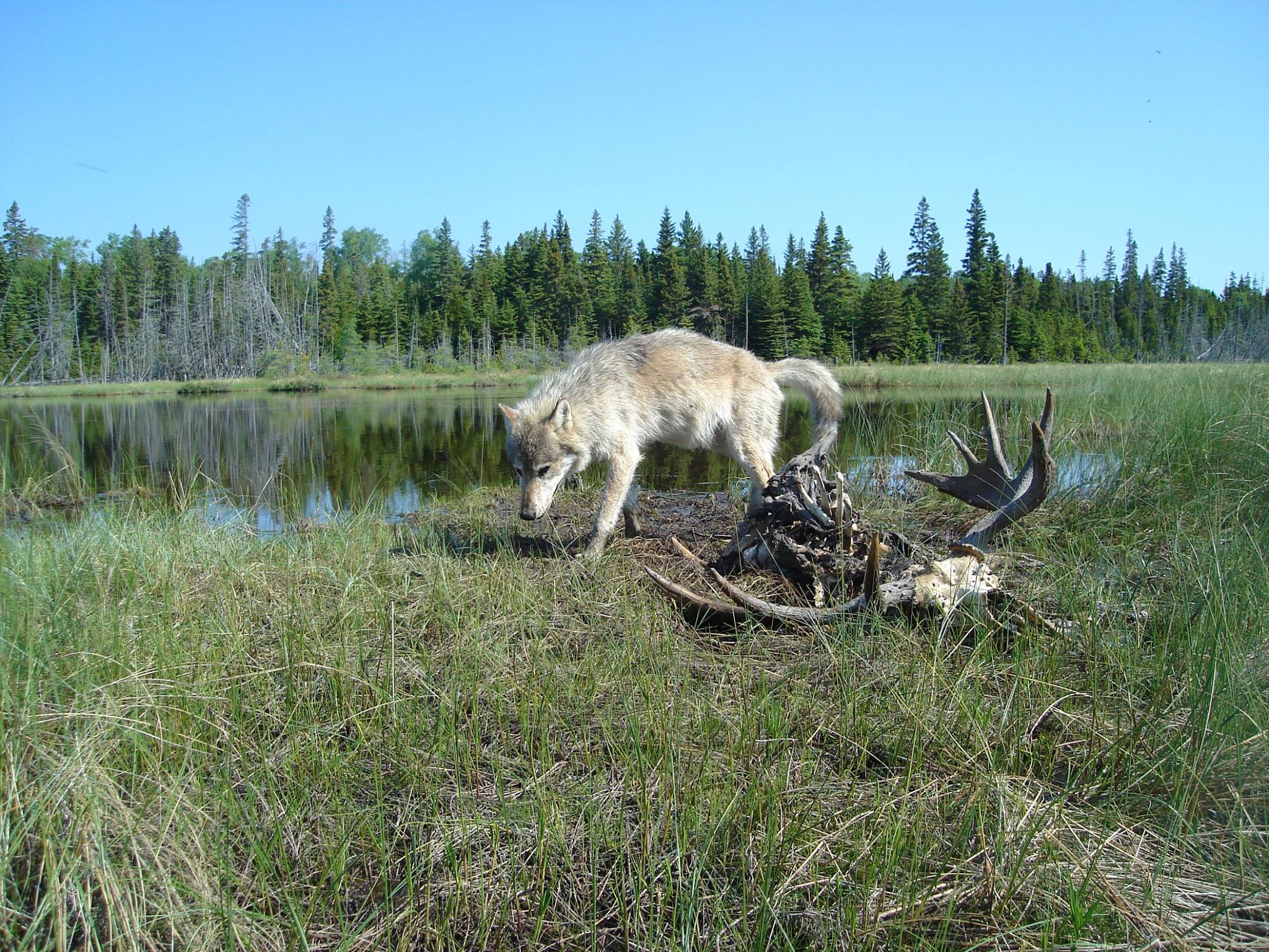 Wolf on Isle Royale