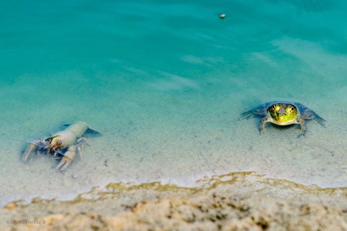 Best Friends Crayfish & Green Frog