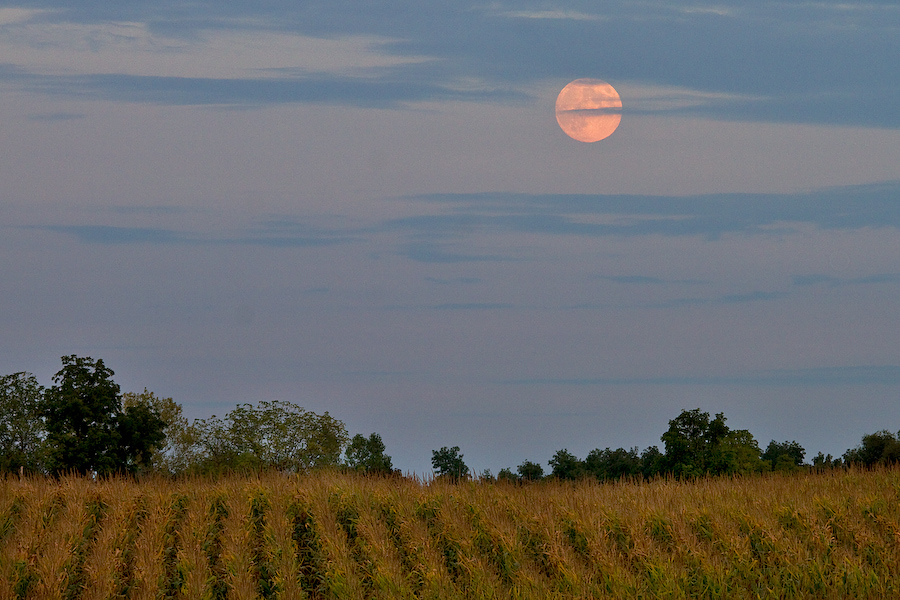 Harvest Moon over Michigan Cornfield