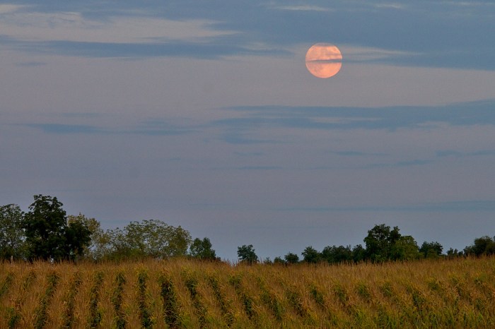 Harvest Moon over Michigan Cornfield