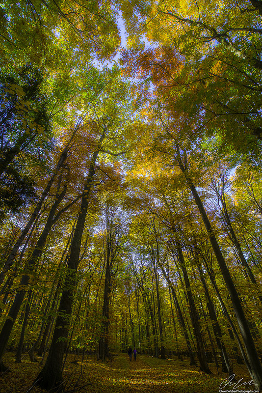 Fall Color 2015 in Michigan