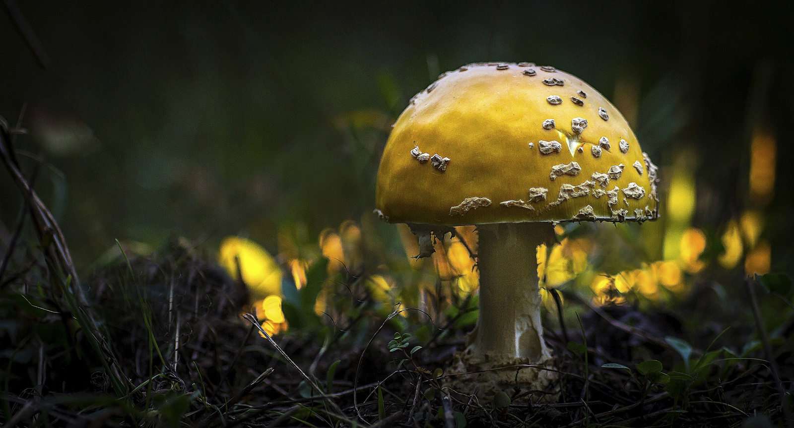 Mushroom by Kevin Povenz