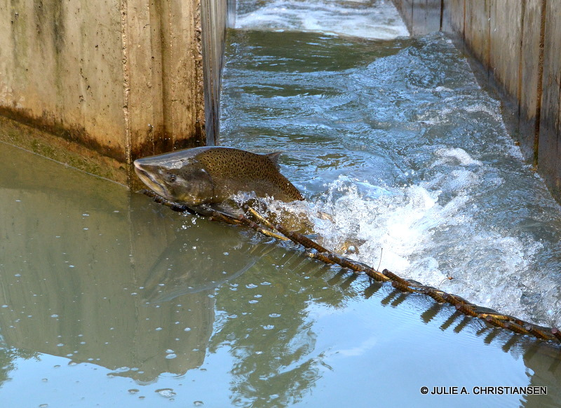 Salmon up and over the dam