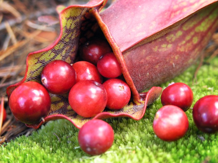 Highbush Cranberries by Blondieyooper