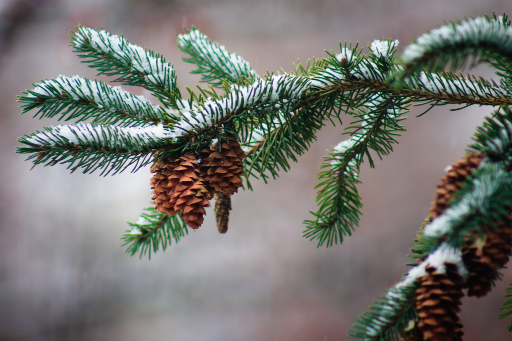 Thanksgiving Snow - Pine Cone Edition