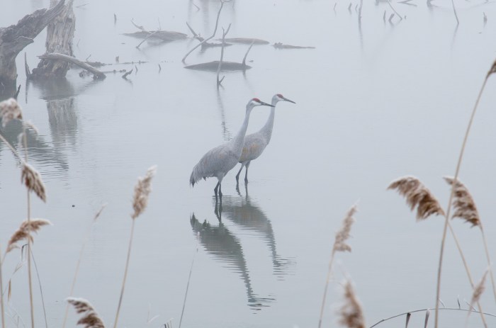 Sandhills in the Mist